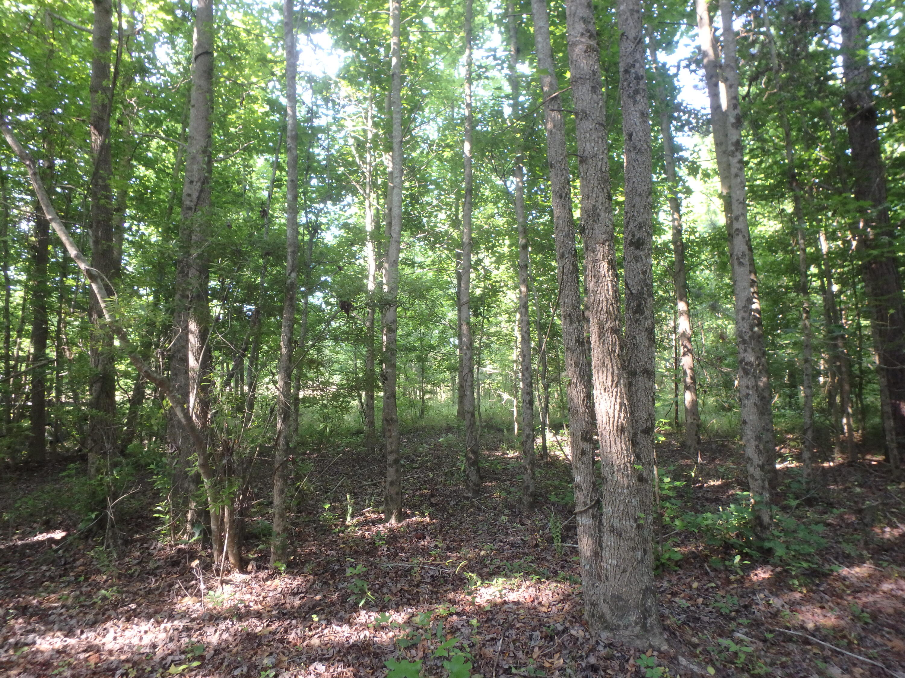 6843 Silver Road Manning, SC 29102 - Photo 18 of 38 P5220036