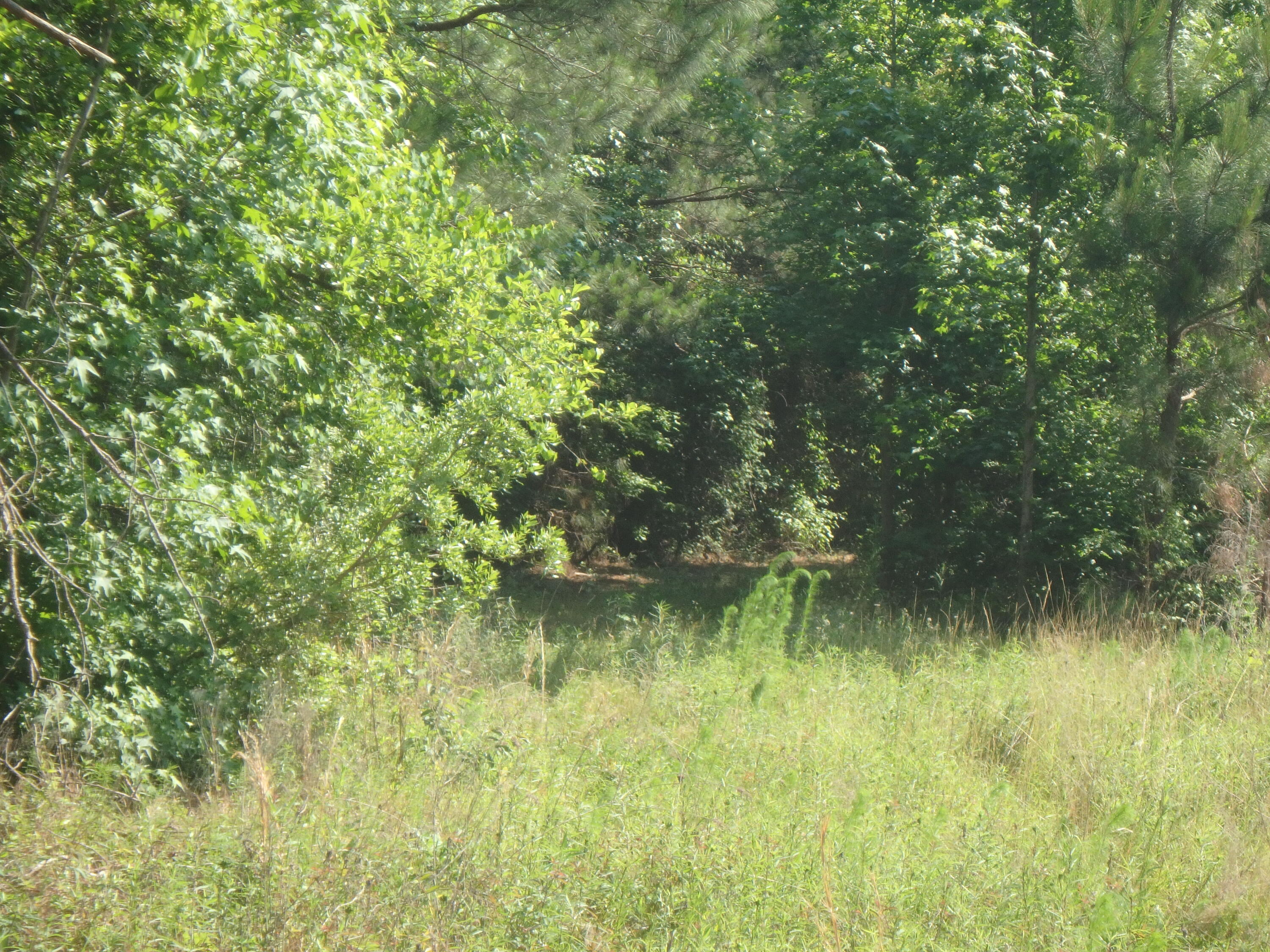 6843 Silver Road Manning, SC 29102 - Photo 26 of 38 P5220046