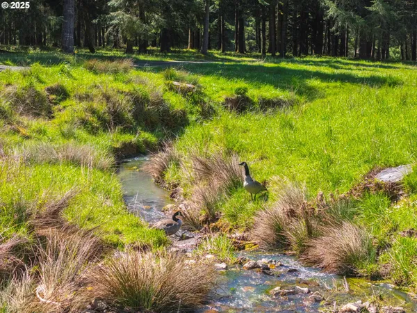 a view of a yard with a trees