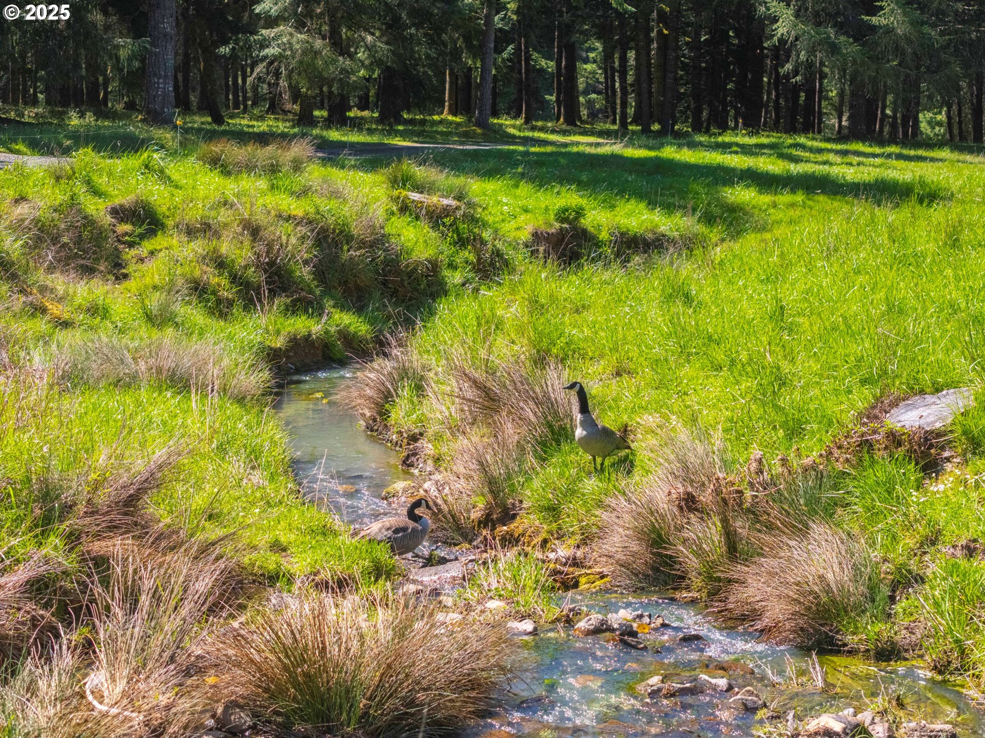 75325 Mosby Creek Road Cottage Grove, OR 97424 - Photo 34 of 48