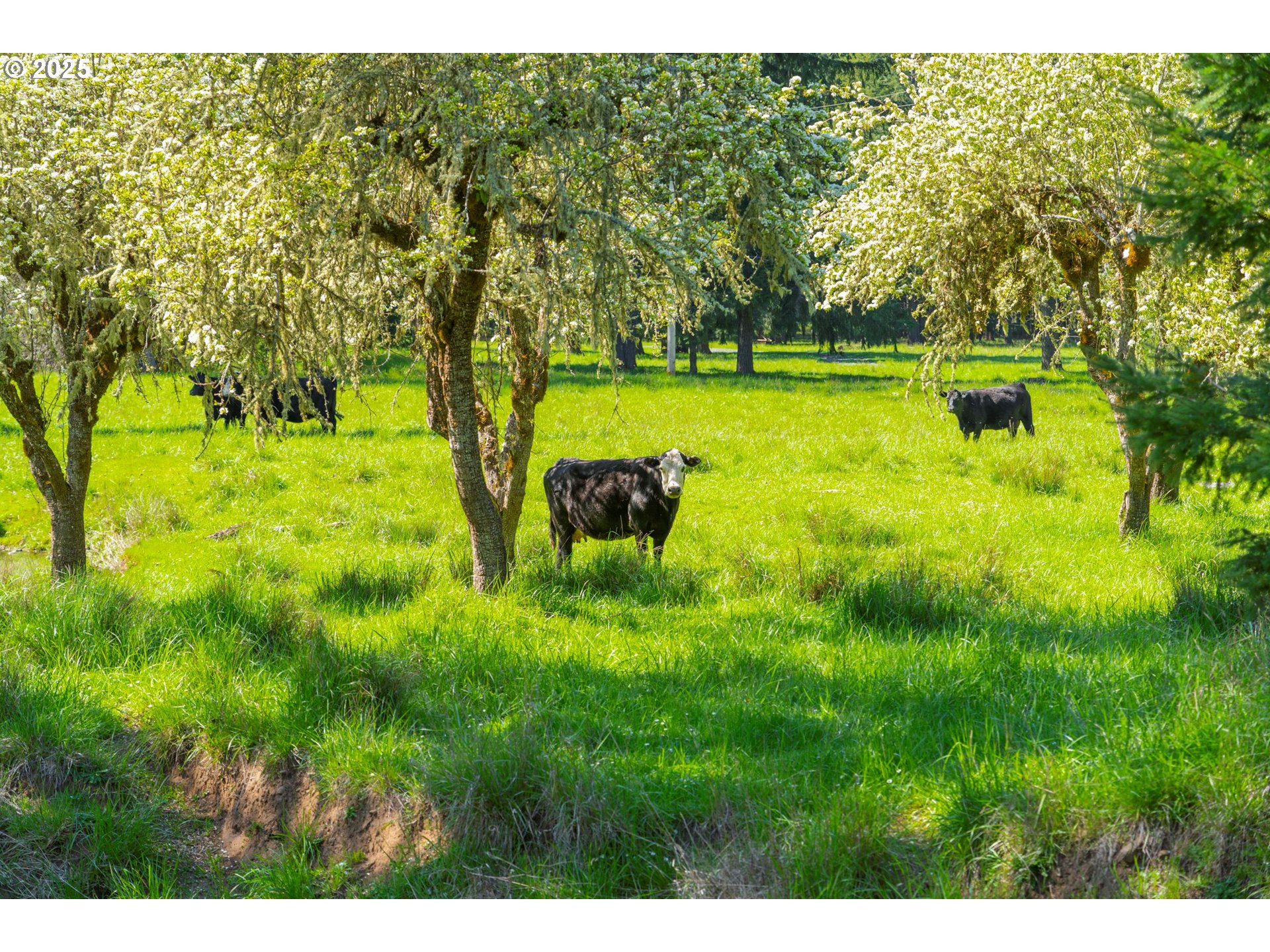 75325 Mosby Creek Road Cottage Grove, OR 97424 - Photo 35 of 48