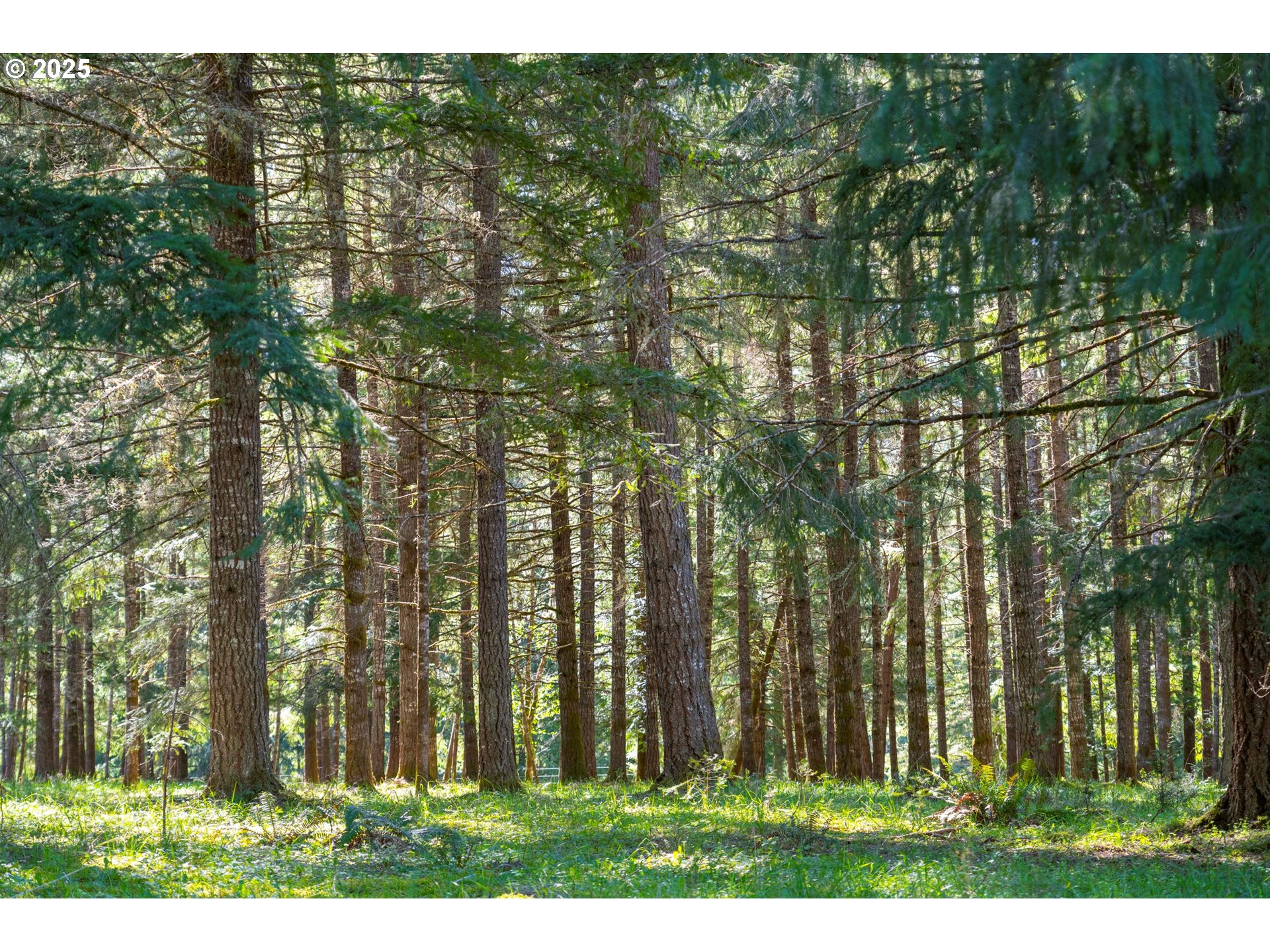 75325 Mosby Creek Road Cottage Grove, OR 97424 - Photo 44 of 48