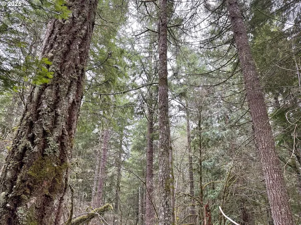 a view of a yard with a mountain