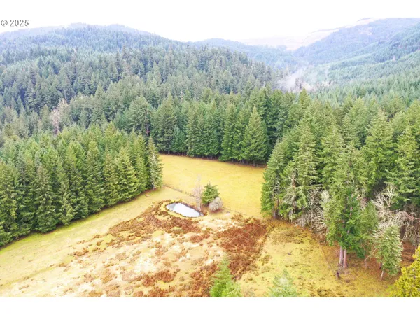 a view of a bunch of trees and bushes