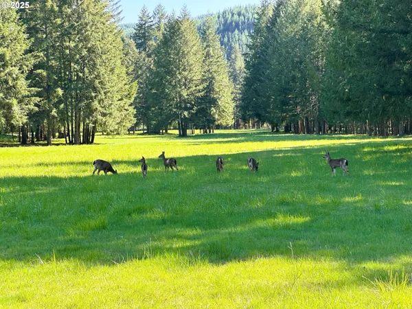 a view of swimming pool with a yard