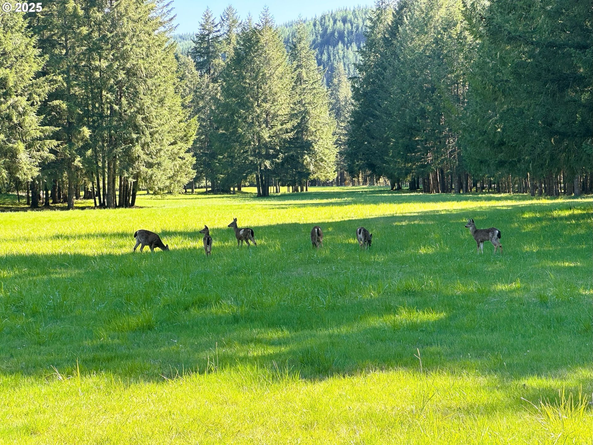 75325 Mosby Creek Road Cottage Grove, OR 97424 - Photo 6 of 48