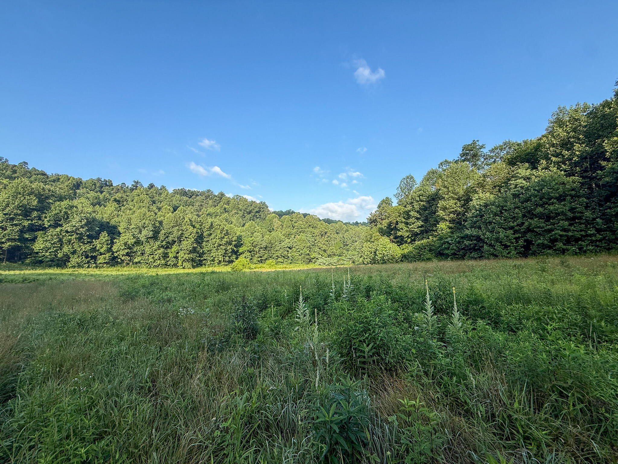 0 Thorp Ridge Wallingford, KY 41093 - Photo 24 of 28 Expansive open field bordered by dense mature tree lines
