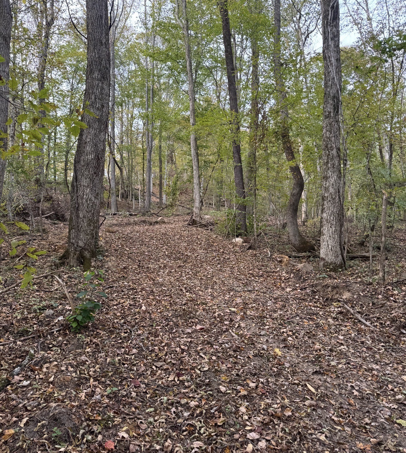 0 Downing Hollow Road Waynesboro, TN 38485 - Photo 9 of 30