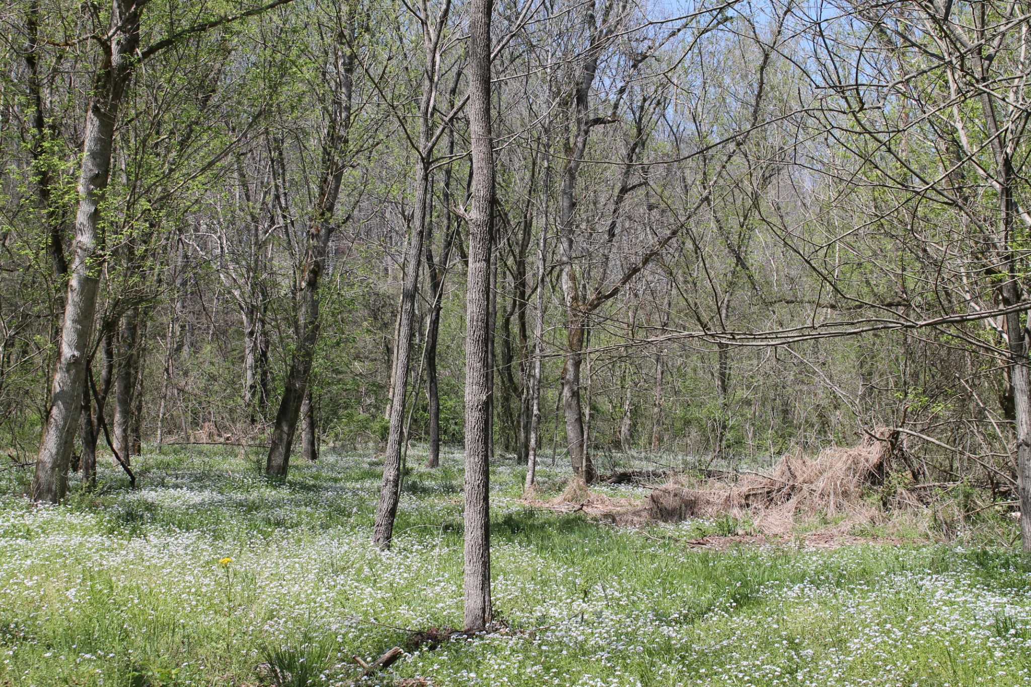 0 Cotton Hollow Road Red Boiling Springs, TN 37150 - Photo 3 of 40 Gallery Image 3