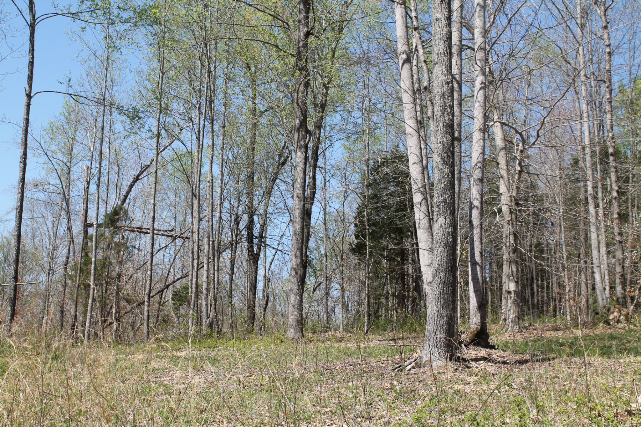 0 Cotton Hollow Road Red Boiling Springs, TN 37150 - Photo 34 of 40 Gallery Image 34