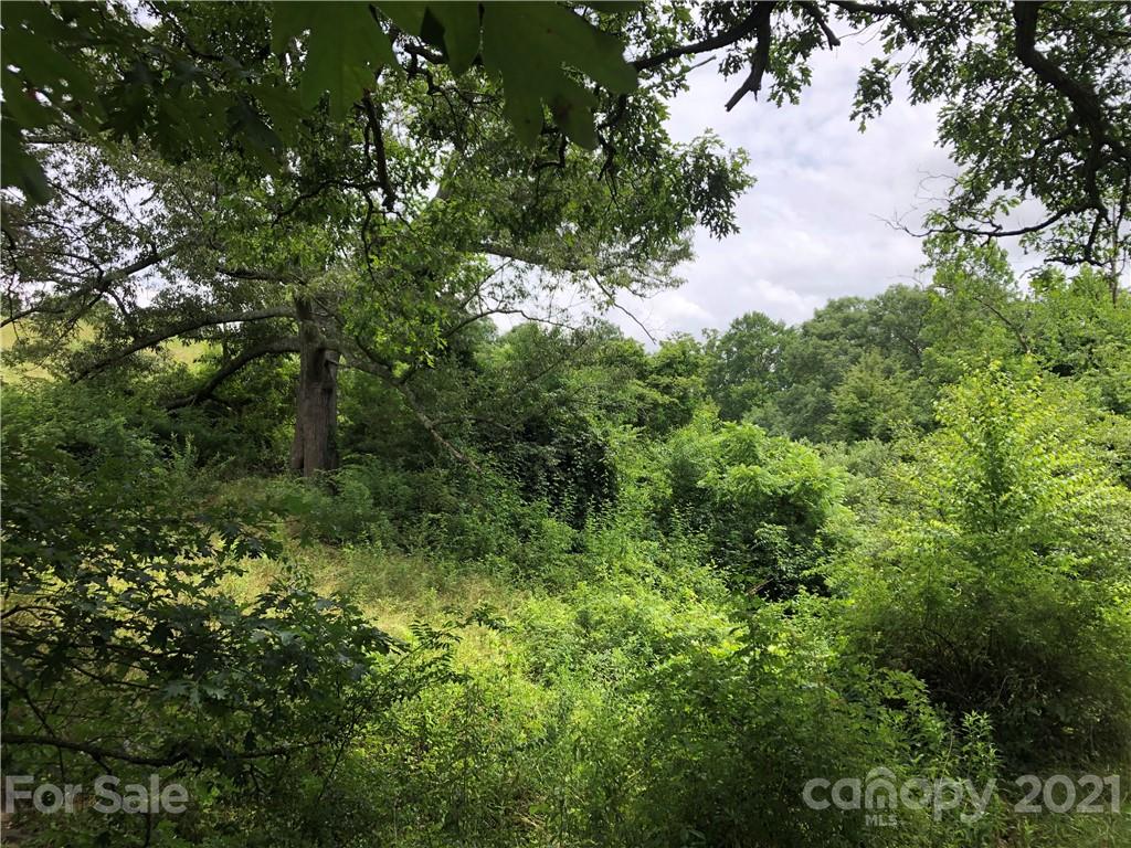0 Thompson Cove Road, Unit 2 Clyde, NC 28721 - Photo 13 of 25 a view of a lush green forest