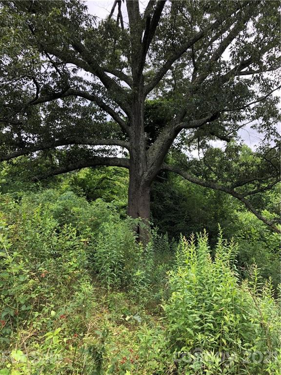 0 Thompson Cove Road, Unit 2 Clyde, NC 28721 - Photo 14 of 25 a view of a tree in a forest