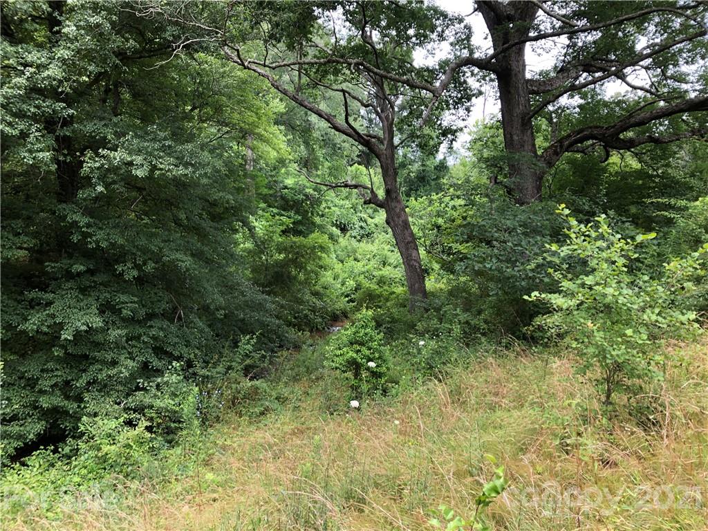 0 Thompson Cove Road, Unit 2 Clyde, NC 28721 - Photo 19 of 25 a view of a lush green forest with large trees