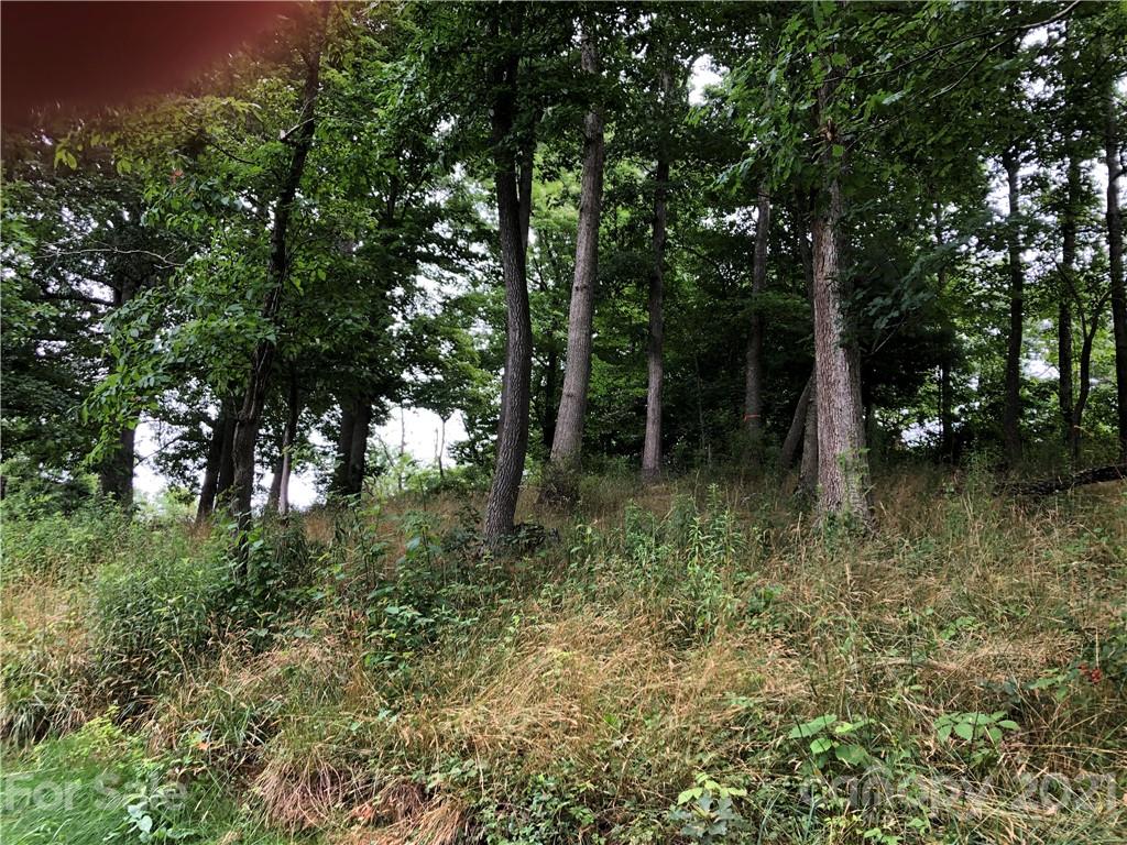 0 Thompson Cove Road, Unit 2 Clyde, NC 28721 - Photo 24 of 25 a view of forest