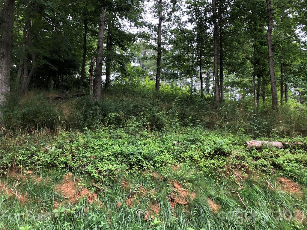 0 Thompson Cove Road, Unit 2 Clyde, NC 28721 - Photo 4 of 25 a view of a lush green forest
