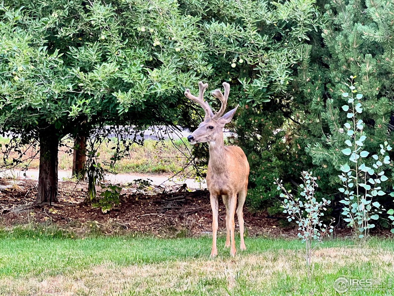 4086 26th Street Boulder, CO 80304 - Photo 40 of 40 Wildlife