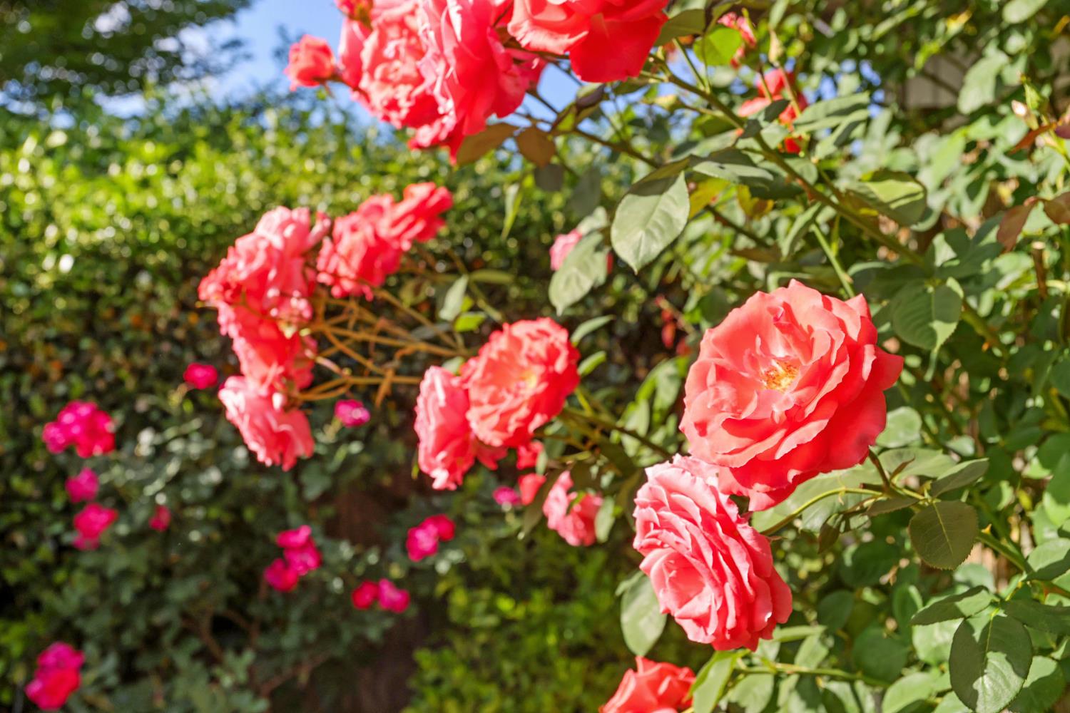 1912 Douglas Road Stockton, CA 95207 - Photo 37 of 45