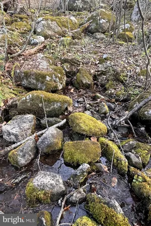 a view of a forest with trees in the background