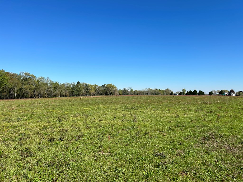 16.14-ac Lees Bridge Road Midland City, AL 36350 - Photo 17 of 28