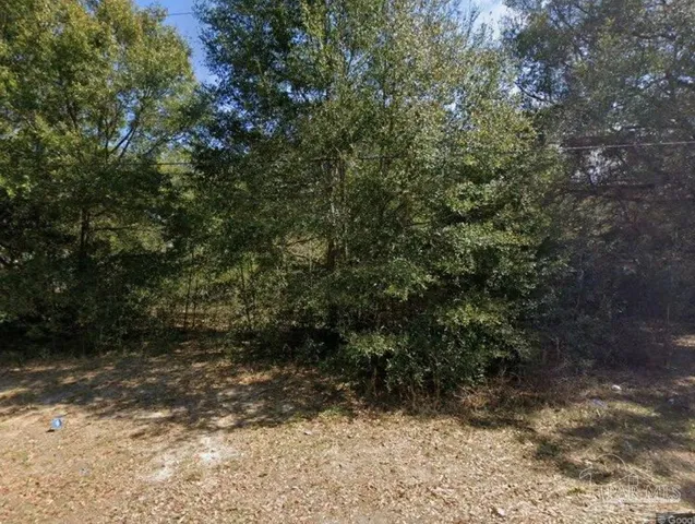 a view of a forest with trees