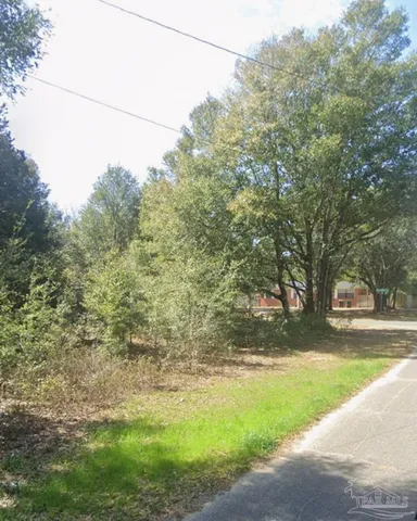 a view of a forest with a tree