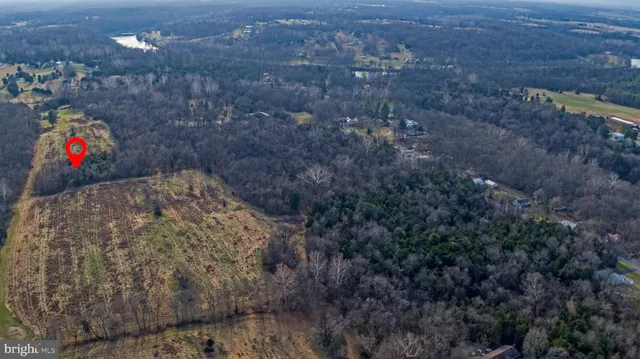 a view of a forest with a trees