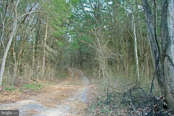 a view of a yard with large trees