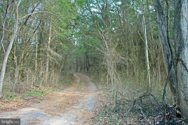 a view of a yard with large trees