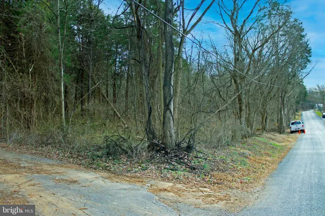 a view of a forest with trees in the background