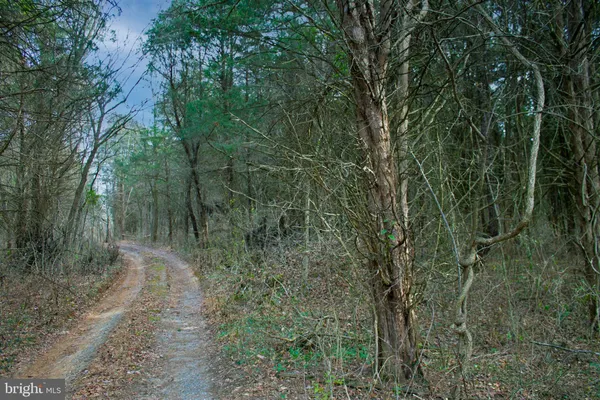 a view of forest