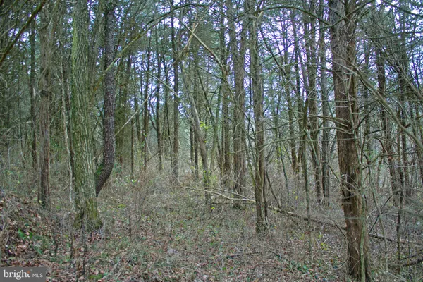 a view of a forest with large trees