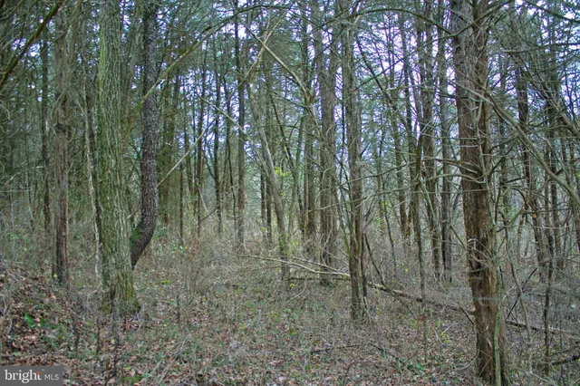 a view of a forest with large trees