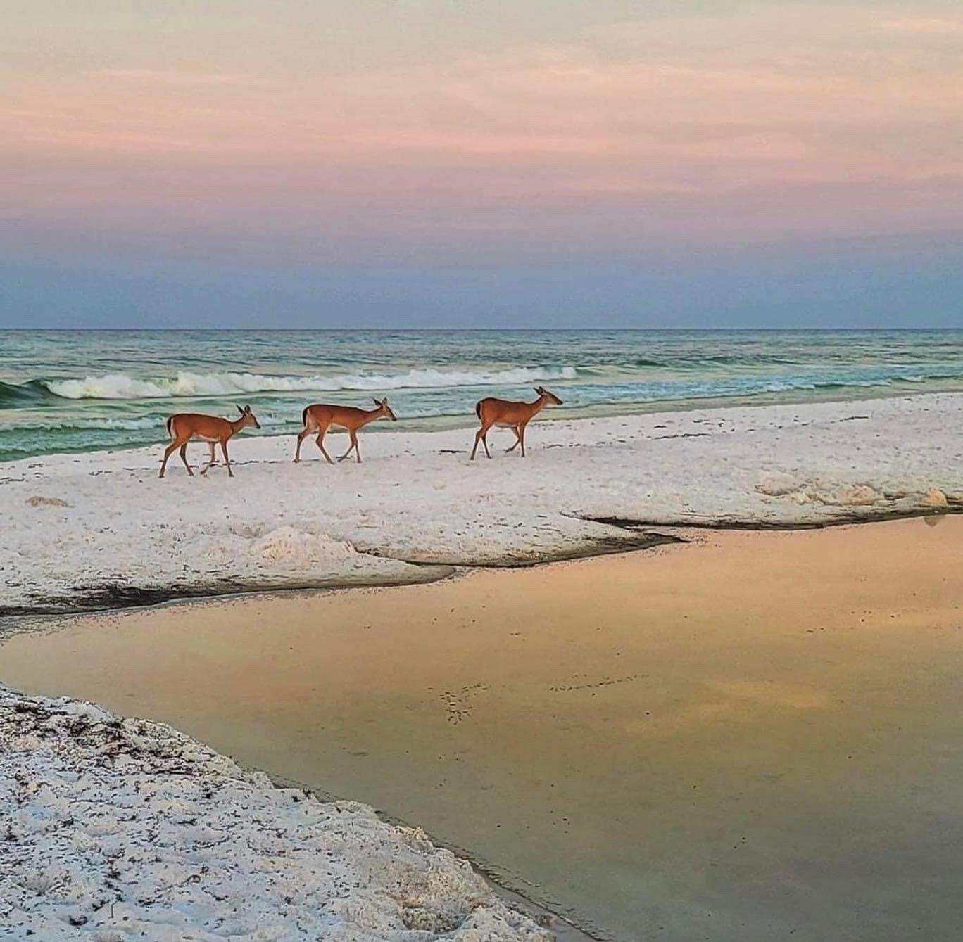 247 North Bishop Road Santa Rosa Beach, FL 32459 - Photo 49 of 52 Deer on the beach