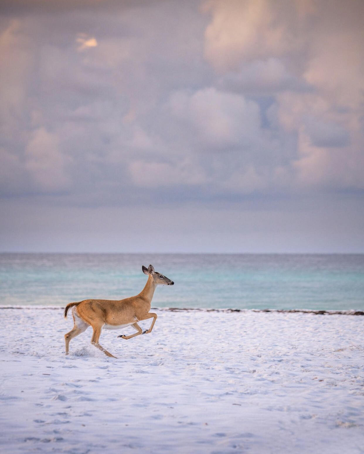 247 North Bishop Road Santa Rosa Beach, FL 32459 - Photo 50 of 52 Deer on the beach