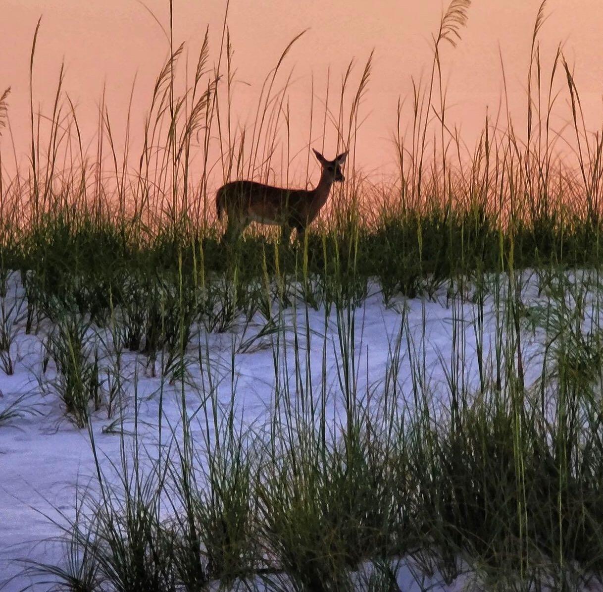 247 North Bishop Road Santa Rosa Beach, FL 32459 - Photo 52 of 52 Deer on the dunes