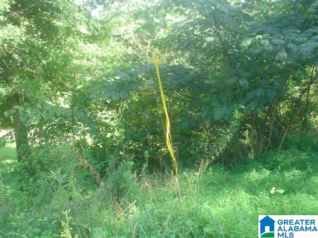 0 Gaines Road, Unit 100 ACRES Altoona, AL 35952 - Photo 1 of 2
