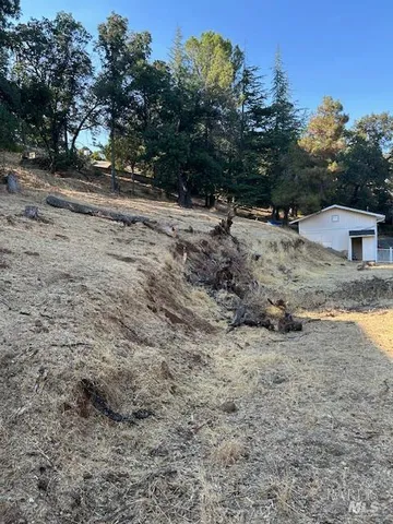 a view of a yard with plants and trees