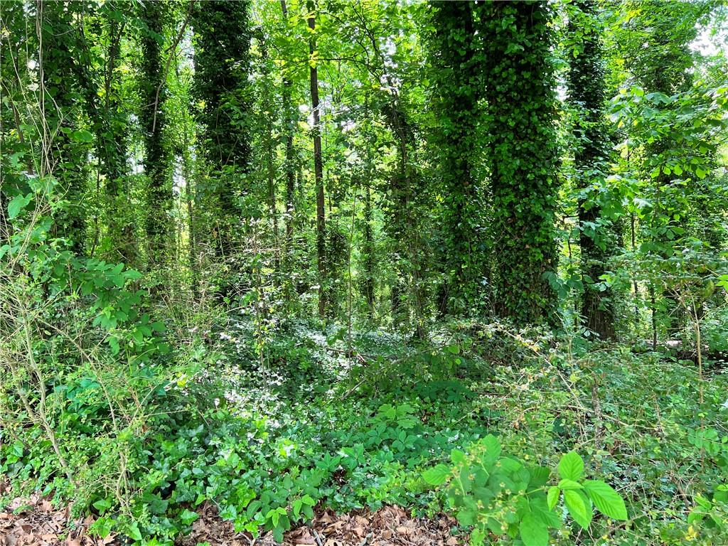 a view of a lush green forest