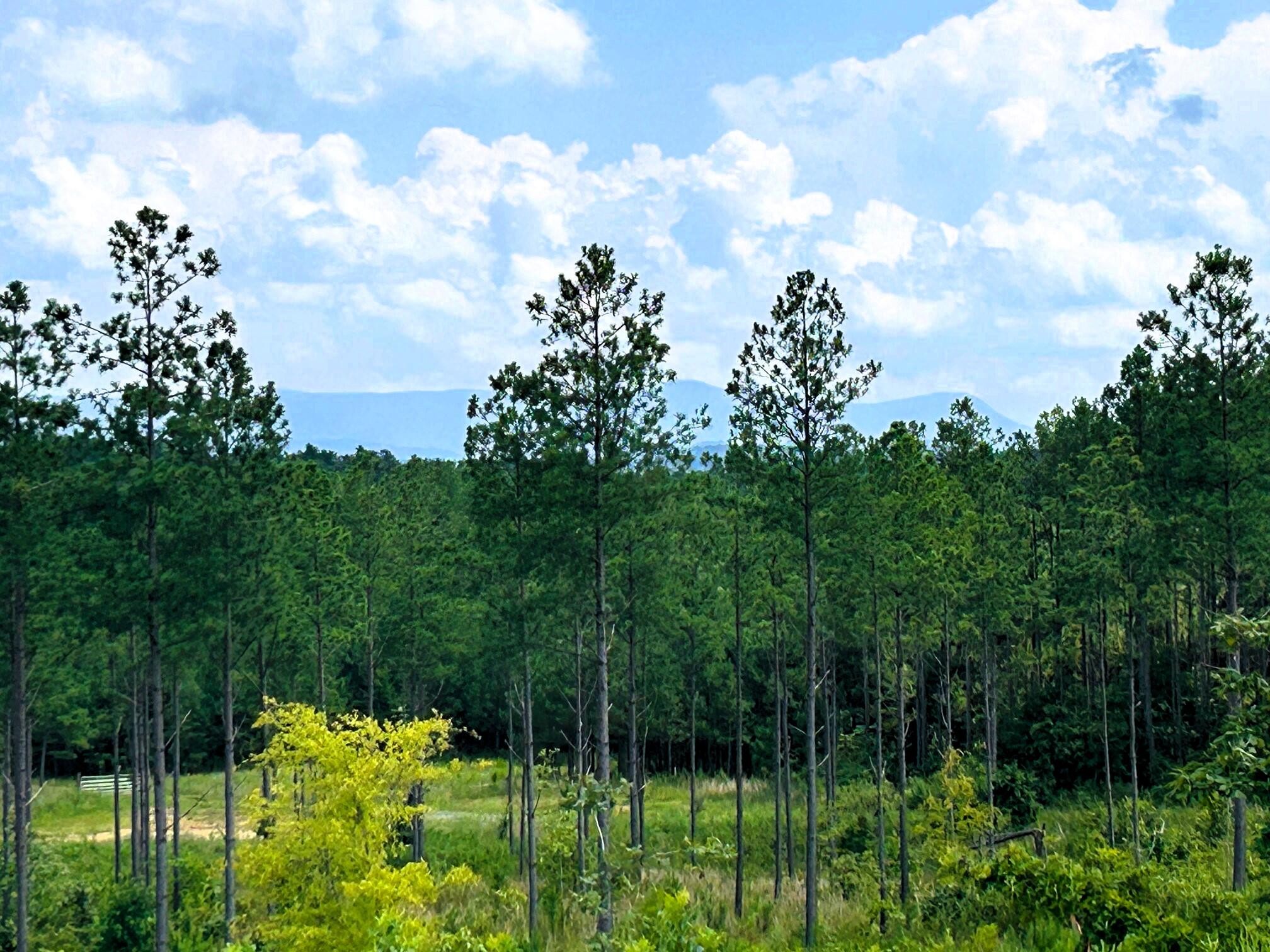 18 Hughes Lake Road Southeast Cleveland, TN 37323 - Photo 11 of 32
