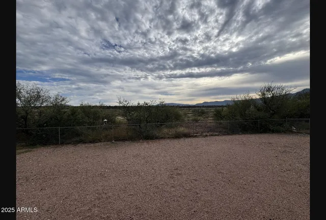 a view of a tree with a plant