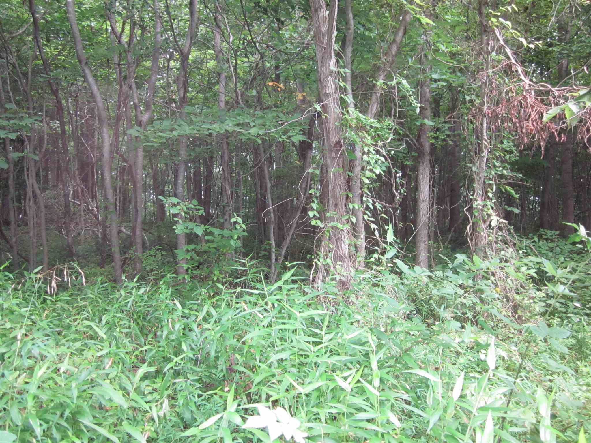154.79-acres Straight Line Road Freedom, IN 47431 - Photo 19 of 36 Gallery Image 19