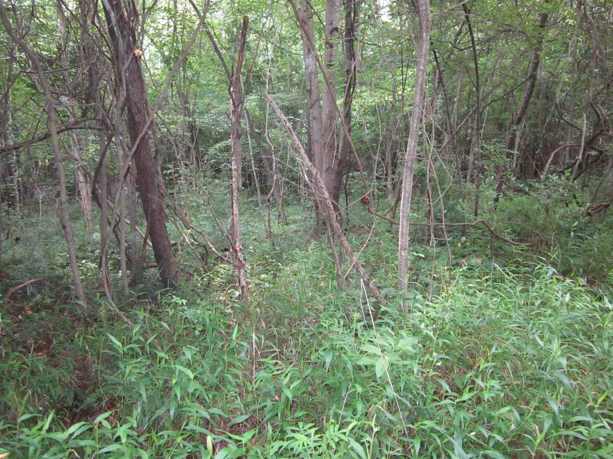 154.79-acres Straight Line Road Freedom, IN 47431 - Photo 20 of 36 Gallery Image 20