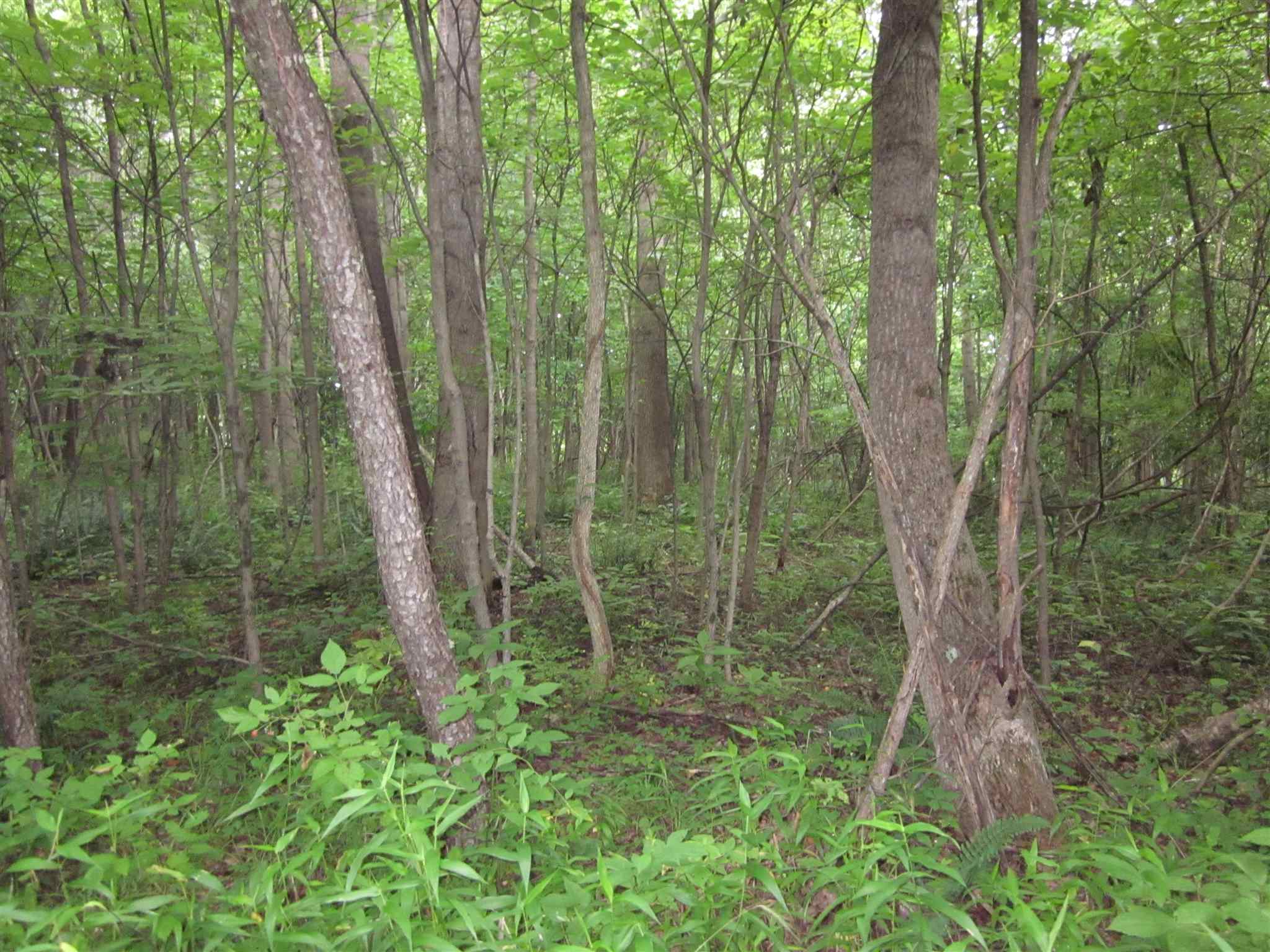 154.79-acres Straight Line Road Freedom, IN 47431 - Photo 21 of 36 Gallery Image 21