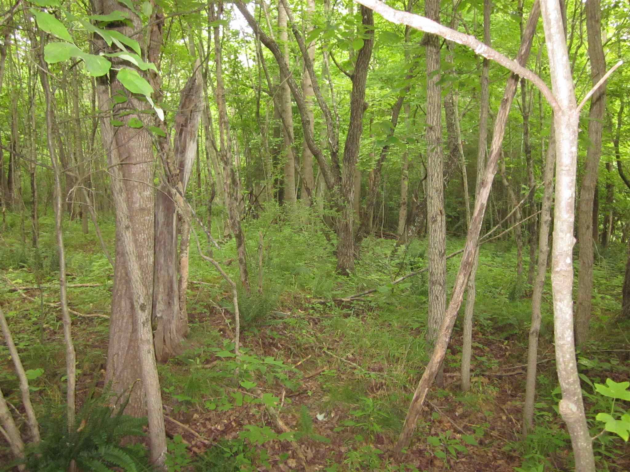 154.79-acres Straight Line Road Freedom, IN 47431 - Photo 24 of 36 Gallery Image 24
