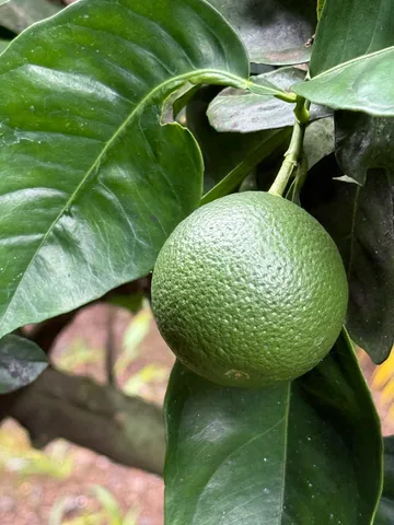a view of a wooden fence