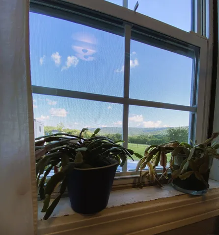 a view of a backyard