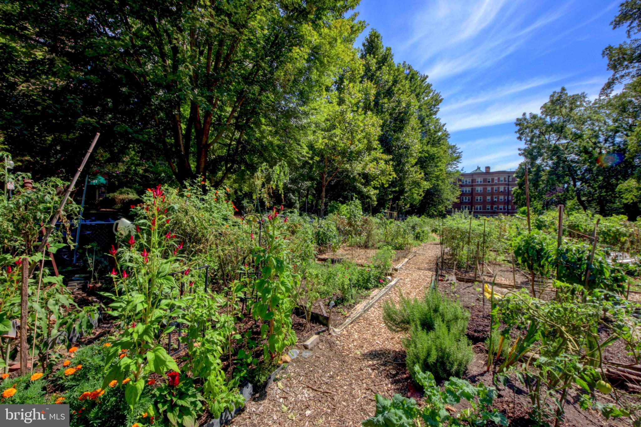 3020 Tilden Street Northwest, Unit 104 Washington, DC 20008 - Photo 31 of 38 Lush community garden around the corner