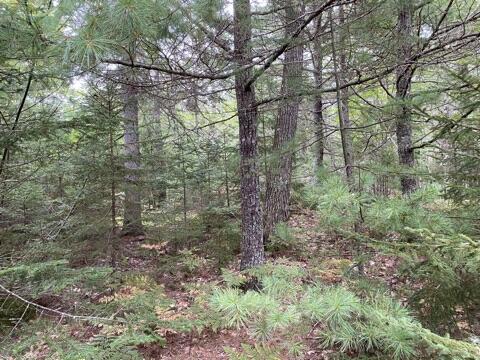 910 Castine Road Orland, ME 04472 - Photo 46 of 47 Evergreen forest