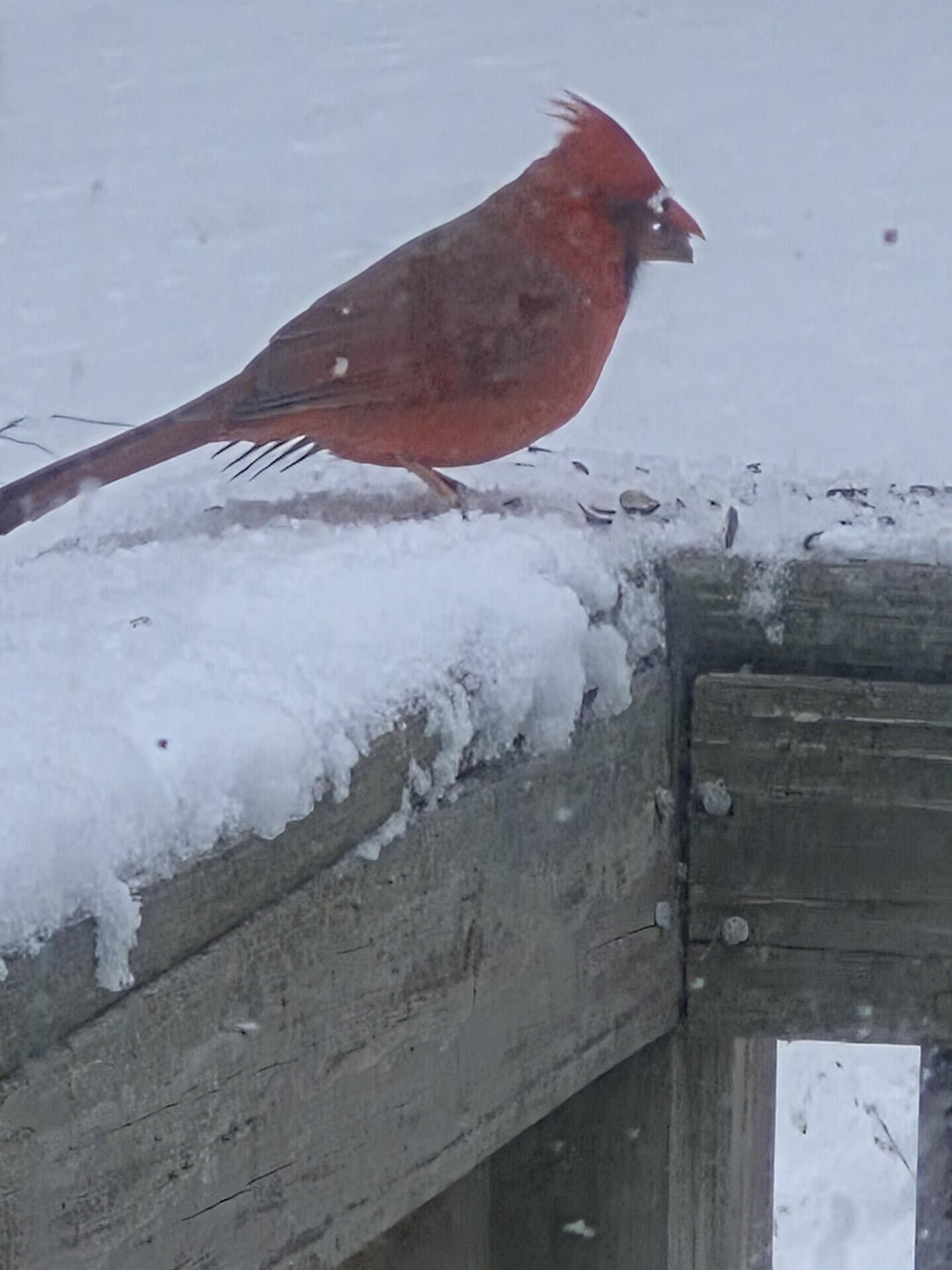 336 Granite St Extension Biddeford, ME 04005 - Photo 45 of 47 Birds
