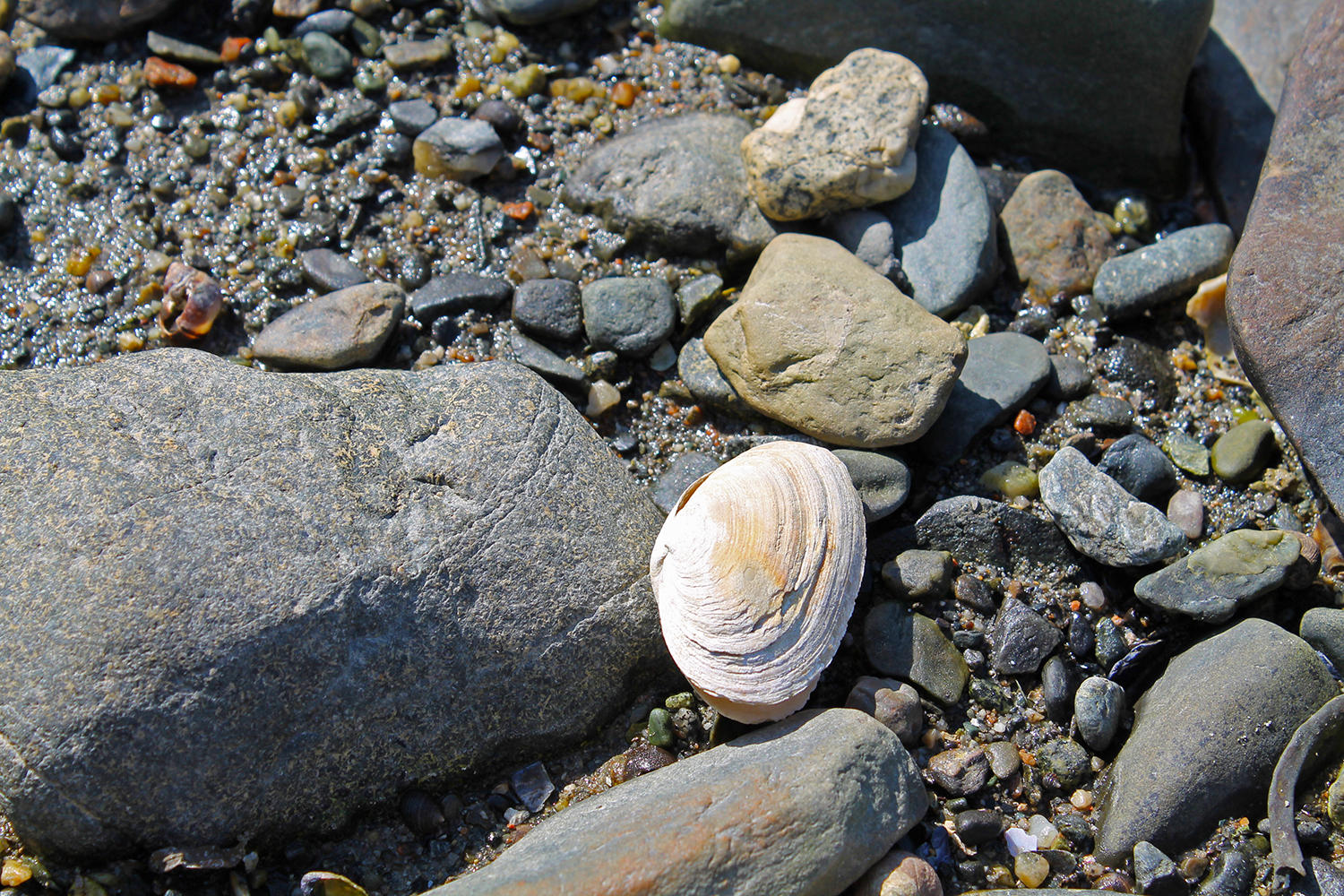 113 Lopaus Point Road Bernard, ME 04612 - Photo 5 of 23 ShellBeachcombing